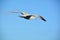 Flying seagull in the clear blue sky flying above the ocean