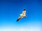 Flying Seagull Eat Shrimp Snack, Muchangpo Beach, Boryeiong, Chungnam, South Korea, Asia