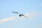 Flying Seagull, flapping of wings.