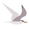 Flying seagull flat illustration on white