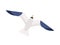 Flying seagull flat vector illustration. Gliding gull with spread wings minimalistic sign. Marine bird, nautical