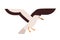 Flying seagull flat vector illustration. Marine bird, atlantic seabird. Wildlife fauna species. Beautiful winged