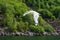 A flying seagull hovers over forest.