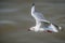 A flying seagull hovers over sea