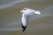 A flying seagull hovers over sea