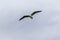 Flying seagull. Katiki point. New Zealand