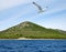 Flying seagull near the Pasman island. Croatia.