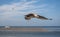 Flying seagull at the North Sea