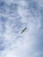 A flying seagull, Oslo, Norway