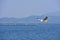 Flying seagull  over Patratu Dam at Ranchi , India.