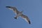 Flying seagull overhead on the blue sky with open wings