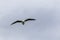 Flying seagull. Pacific coast. Katiki point. South Island, New Zealand