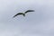 Flying seagull. Pacific coast. Katiki point. South Island, New Zealand