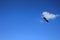 Flying Seagull. Seagull on a background of blue sky and white clouds.One Seagull soars high in the sky. Seabird