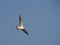 Flying seagull soaring with open wings on the blue sky