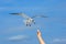Flying seagull taking food from hand