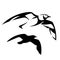 Flying seagull vector design