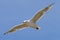 Flying seagull, view from below