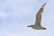 Flying seagull, view from below