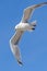 Flying seagull, view from below