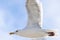 Flying seagull, view from below