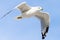 Flying seagull, view from below