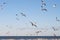 Flying Seagulls on the beach. flock of seagulls in flight,Seagull flying sky as freedom concept.