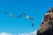 Flying seagulls on the blue sky near rocky cliffs