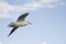Flying seagulls ,close-up photo
