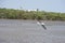 Flying seagulls Feeding over mud foreshore area