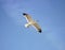 Flying seagulls at the harbor