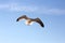 Flying seagulls at the harbor