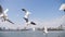 Flying seagulls hunting for food in slow motion, Odaiba, Tokyo