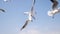 Flying seagulls hunting for food in slow motion, Odaiba, Tokyo
