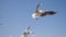 Flying seagulls hunting for food in slow motion, Odaiba, Tokyo