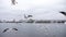 Flying seagulls hunting for food in slow motion, Odaiba, Tokyo