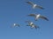 Flying seagulls with open wings in group.