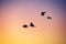 Flying seagulls over the sea and sunrise sky