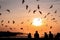 Flying seagulls over sunrise sky