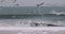 Flying seagulls over winter sea and huge waves