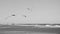 Flying seagulls seascape black and white