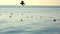 Flying seagulls top view silhouette bird flies over the sea