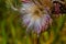 Flying seeds of dried thistle flower on a coarse background