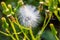 Flying seeds of Erechtites, genus of flowering plants in the daisy family known commonly as fireweeds or burnweeds.