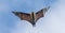 Flying Seychelles Fruit bat Pteropus seychellensis