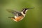 Flying small hummingbird Purple-throated Woodstar with clear green background in Ecuador