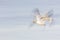 Flying Snow Geese with motion blur