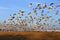 flying snow geese at sunset at Middle Creek Wildlife Management Area, Stevens, Pennsylvania