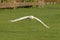 Flying snow owl