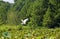Flying snowy egret